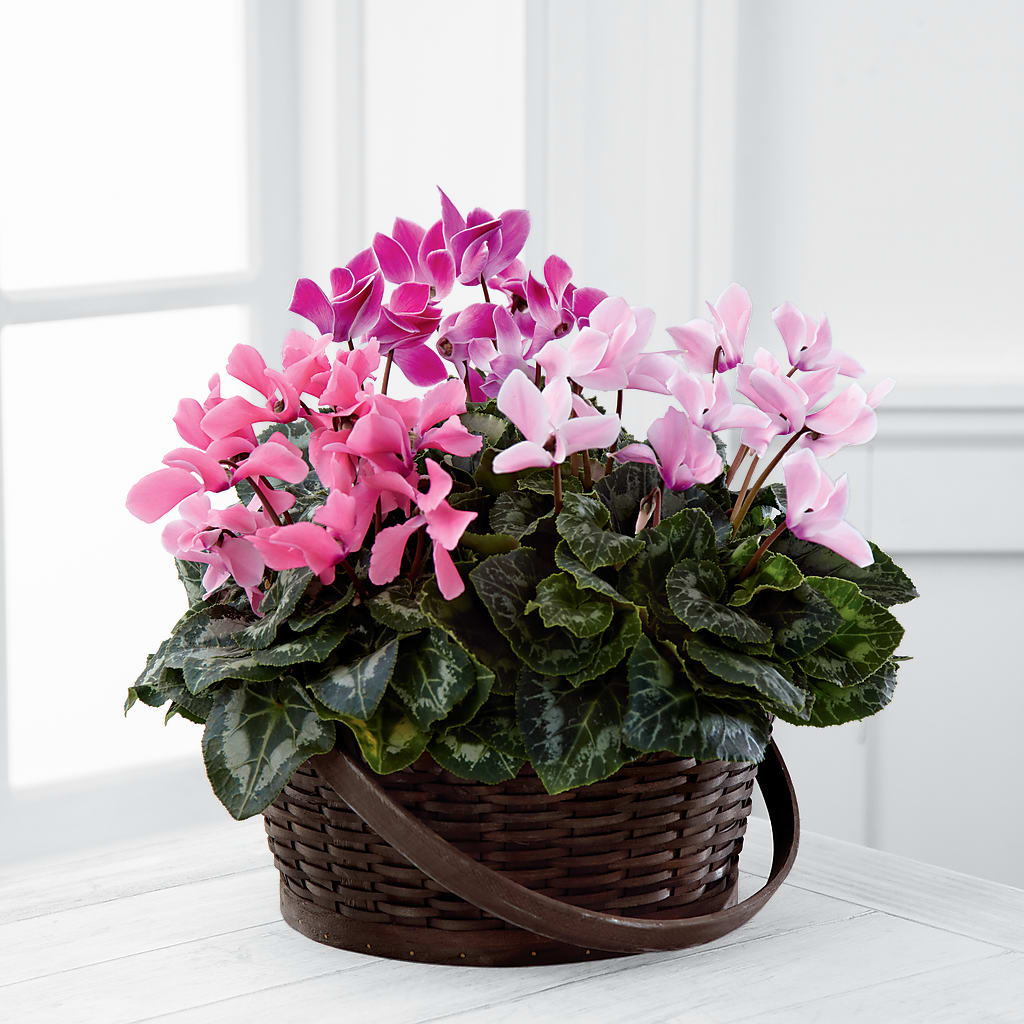 Mixed Cyclamen Planter – Usaflorist.com, Tontitown AR