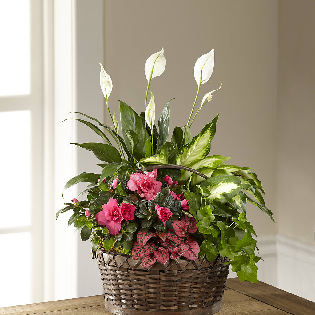 Dream in Pink Dishgarden – Usaflorist.com, Tontitown AR