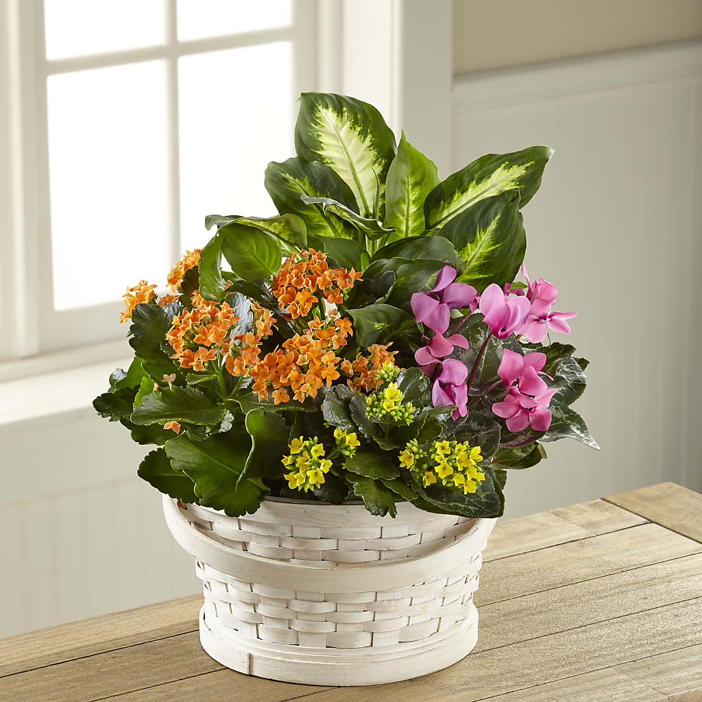 Color Crush Dishgarden – Usaflorist.com, Tontitown AR