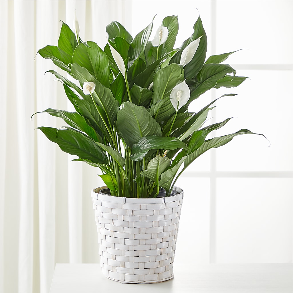A New Leaf Peace Lily – Usaflorist.com, Tontitown AR