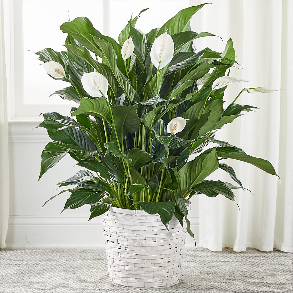 A New Leaf Peace Lily – Usaflorist.com, Tontitown AR