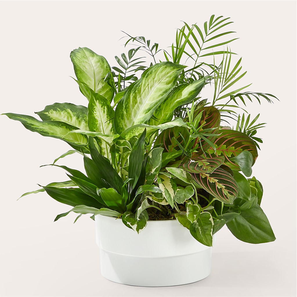 Radiating Positivity Dishgarden – Usaflorist.com, Tontitown AR