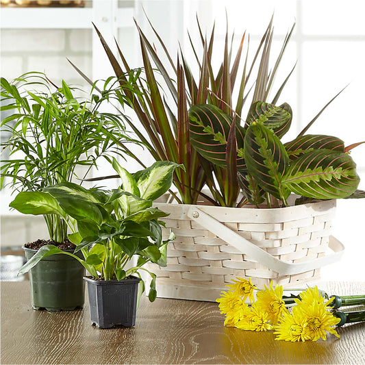 Florist Designed Blooming and Green Plants in a Basket –  Usaflorist.com, Tontitown AR