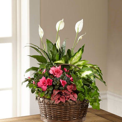 Dream in Pink Dishgarden –  Usaflorist.com, Tontitown AR