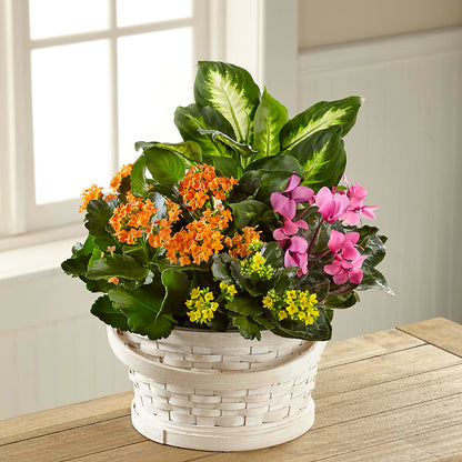 Color Crush Dishgarden –  Usaflorist.com, Tontitown AR