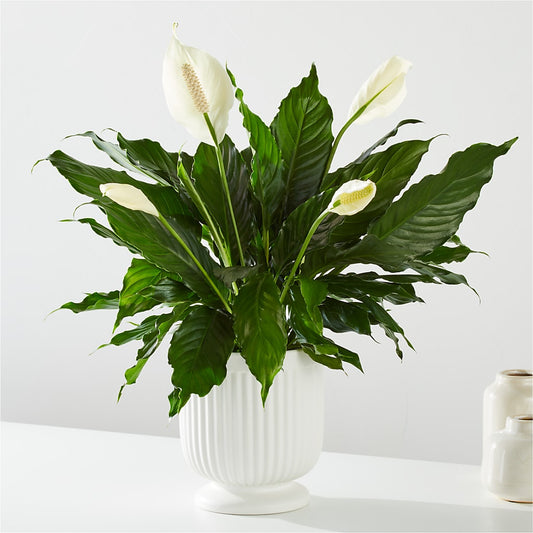 Comfort Planter –  Usaflorist.com, Tontitown AR