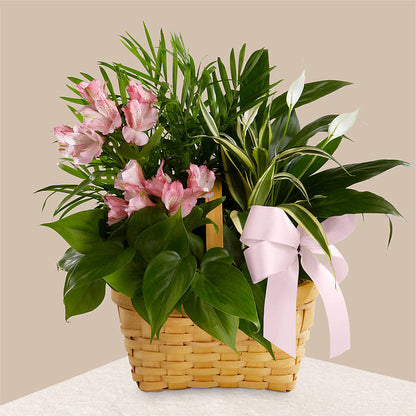 Living Spirit Dishgarden –  Usaflorist.com, Tontitown AR