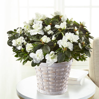 White Azalea Plant –  Usaflorist.com, Tontitown AR