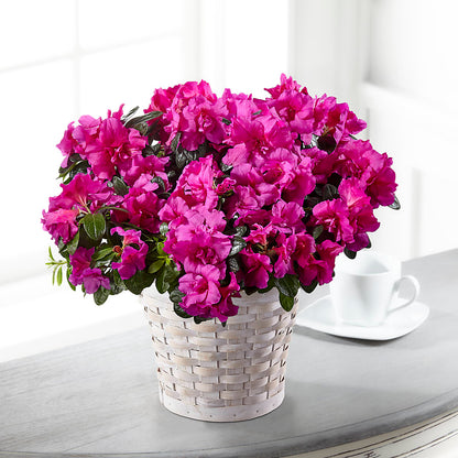 Hope & Serenity Azalea Plant –  Usaflorist.com, Tontitown AR