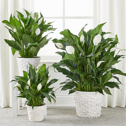 A New Leaf Peace Lily –  Usaflorist.com, Tontitown AR
