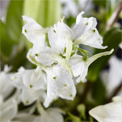 Classic Ivory – A Florist Original –  Usaflorist.com, Tontitown AR